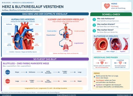 Herz & Blutkreislauf verstehen – Aufbau, Blutfluss & Kreislauf einfach erklärt – Lernposter / Lernplakat als PDF