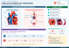 Herz & Blutkreislauf verstehen – Aufbau, Blutfluss & Kreislauf einfach erklärt – Lernposter / Lernplakat als PDF