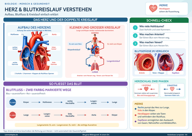 Herz & Blutkreislauf verstehen – Aufbau, Blutfluss & Kreislauf einfach erklärt – Lernposter / Lernplakat als PDF