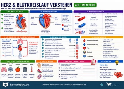 Herz & Blutkreislauf verstehen – Aufbau, Blutfluss & Kreislauf einfach erklärt – Lernposter / Lernplakat als PDF