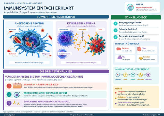 Immunsystem einfach erklärt – Abwehrkräfte, Erreger & Immunantwort verstehen – Lernposter / Lernplakat als PDF
