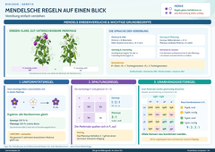 Mendelsche Regeln auf einen Blick – Vererbung einfach verstehen – Lernposter / Lernplakat als PDF