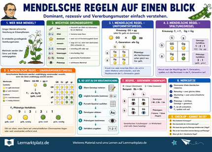 Mendelsche Regeln auf einen Blick – Vererbung einfach verstehen – Lernposter / Lernplakat als PDF