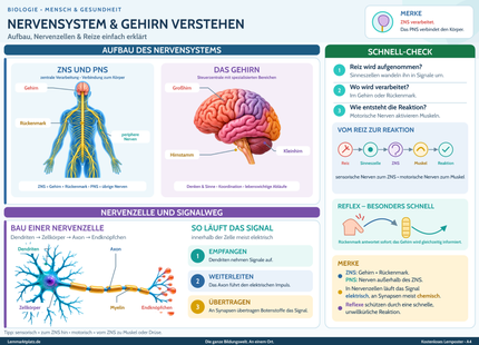 Nervensystem & Gehirn verstehen – Aufbau, Nervenzellen & Reize einfach erklärt – Lernposter / Lernplakat als PDF