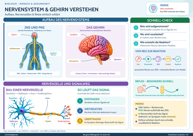 Nervensystem & Gehirn verstehen – Aufbau, Nervenzellen & Reize einfach erklärt – Lernposter / Lernplakat als PDF