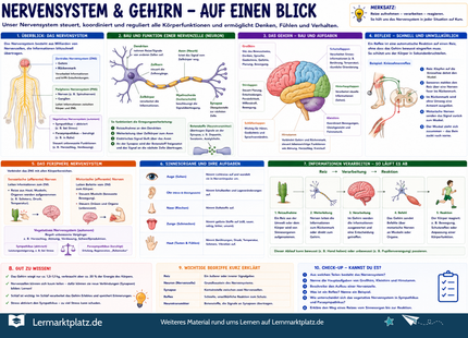 Nervensystem & Gehirn verstehen – Aufbau, Nervenzellen & Reize einfach erklärt – Lernposter / Lernplakat als PDF