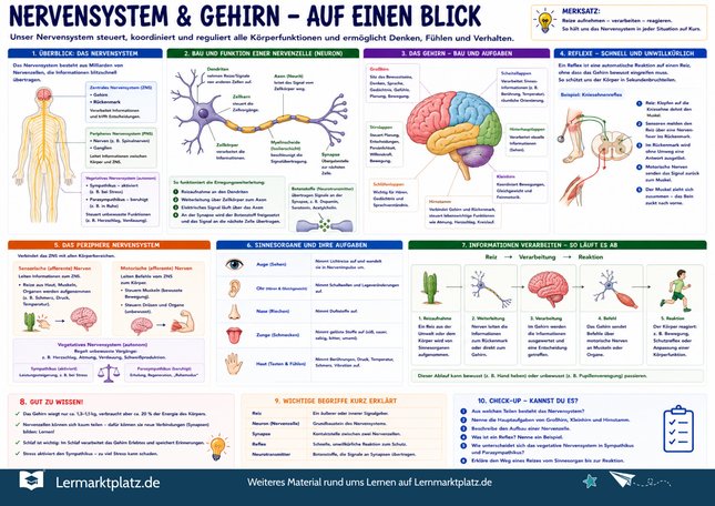 Nervensystem & Gehirn verstehen – Aufbau, Nervenzellen & Reize einfach erklärt – Lernposter / Lernplakat als PDF
