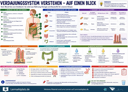 Verdauungssystem verstehen – Organe, Verdauung & Nährstoffe einfach erklärt – Lernposter / Lernplakat als PDF