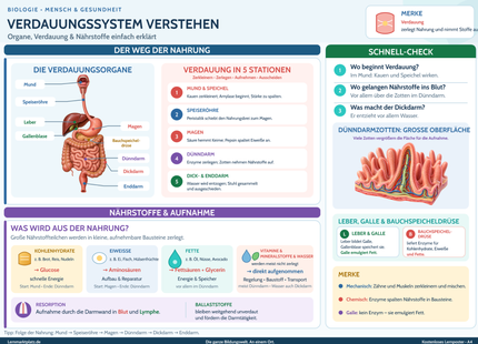 Verdauungssystem verstehen – Organe, Verdauung & Nährstoffe einfach erklärt – Lernposter / Lernplakat als PDF