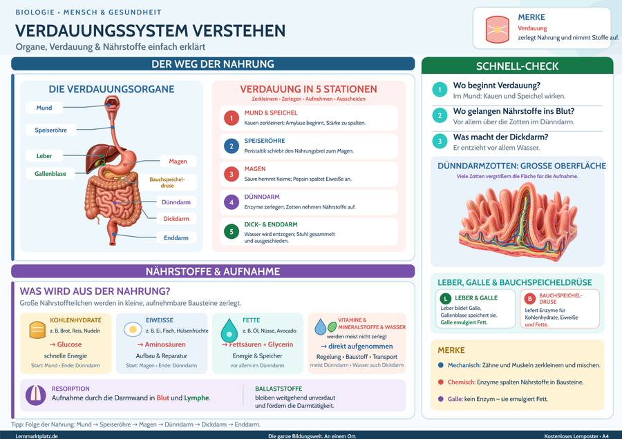 Verdauungssystem verstehen – Organe, Verdauung & Nährstoffe einfach erklärt – Lernposter / Lernplakat als PDF