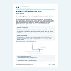 Evolutionäre Stammbäume lesen – kostenloses Biologie-Arbeitsblatt mit Lösungen (PDF)