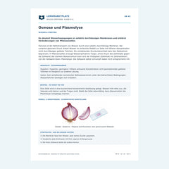 Osmose und Plasmolyse – kostenloses Biologie-Arbeitsblatt mit Lösungen (PDF)