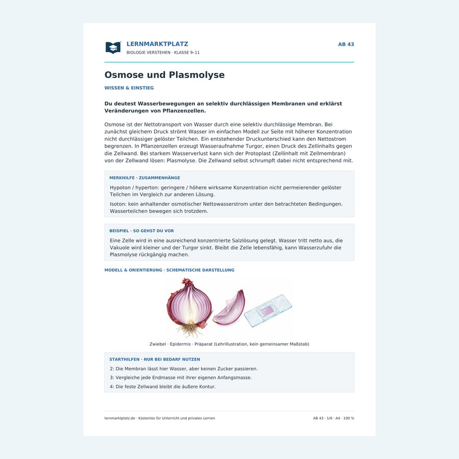 Osmose und Plasmolyse – Vorschau des Arbeitsblatts