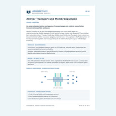 Aktiver Transport und Membranpumpen – kostenloses Biologie-Arbeitsblatt mit Lösungen (PDF)