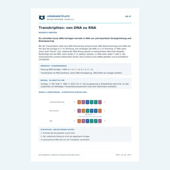 Transkription: von DNA zu RNA – kostenloses Biologie-Arbeitsblatt mit Lösungen (PDF)