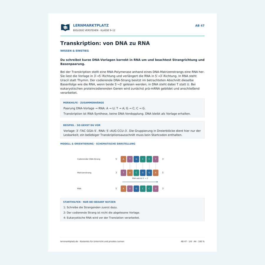 Transkription: von DNA zu RNA – Vorschau des Arbeitsblatts