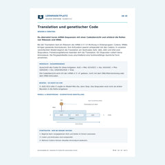 Translation und genetischer Code – kostenloses Biologie-Arbeitsblatt mit Lösungen (PDF)