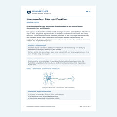 Nervenzellen: Bau und Funktion – kostenloses Biologie-Arbeitsblatt mit Lösungen (PDF)