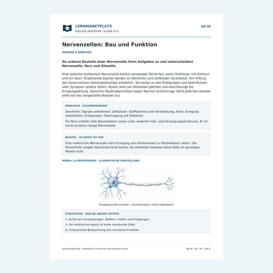 Nervenzellen: Bau und Funktion – Vorschau des Arbeitsblatts