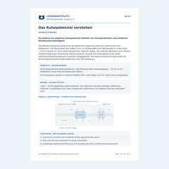 Das Ruhepotenzial verstehen – kostenloses Biologie-Arbeitsblatt mit Lösungen (PDF)