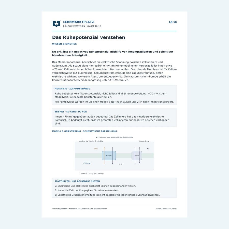 Das Ruhepotenzial verstehen – Vorschau des Arbeitsblatts
