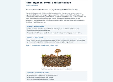 Pilze: Hyphen, Myzel und Stoffabbau – Vorschau des Arbeitsblatts