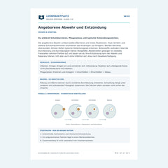 Angeborene Abwehr und Entzündung – kostenloses Biologie-Arbeitsblatt mit Lösungen (PDF)