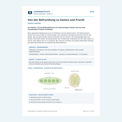 Von der Befruchtung zu Samen und Frucht – kostenloses Biologie-Arbeitsblatt mit Lösungen (PDF)