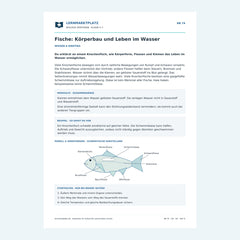 Fische: Körperbau und Leben im Wasser – kostenloses Biologie-Arbeitsblatt mit Lösungen (PDF)