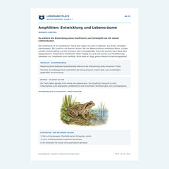 Amphibien: Entwicklung und Lebensräume – kostenloses Biologie-Arbeitsblatt mit Lösungen (PDF)