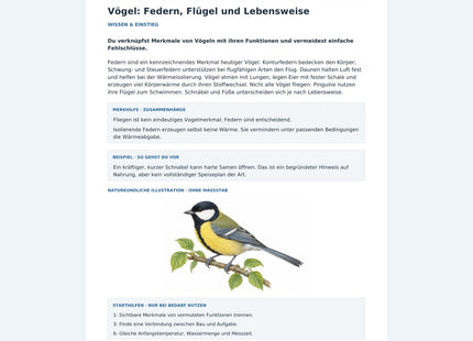 Vögel: Federn, Flügel und Lebensweise – Vorschau des Arbeitsblatts