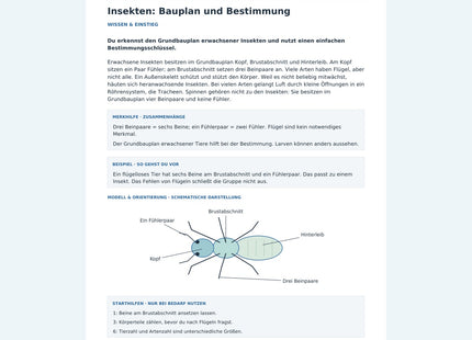 Insekten: Bauplan und Bestimmung – Vorschau des Arbeitsblatts