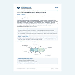 Insekten: Bauplan und Bestimmung – kostenloses Biologie-Arbeitsblatt mit Lösungen (PDF)