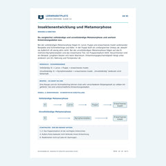 Insektenentwicklung und Metamorphose – kostenloses Biologie-Arbeitsblatt mit Lösungen (PDF)