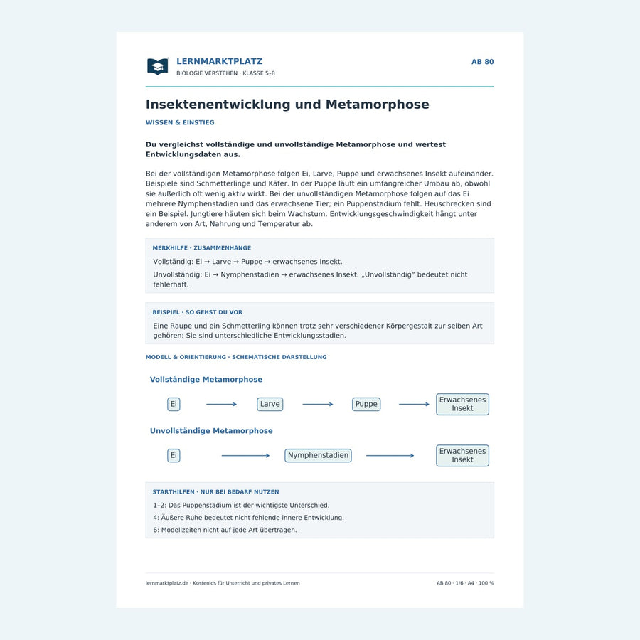 Insektenentwicklung und Metamorphose – Vorschau des Arbeitsblatts
