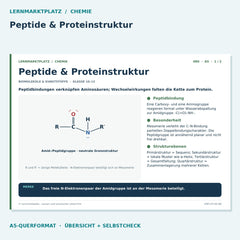 Peptide & Proteinstruktur – Chemie Lernkarte A5